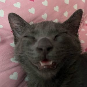 Meet your Posher, Tess